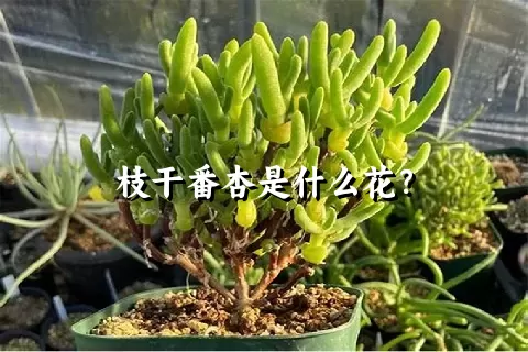 枝干番杏是什么花？