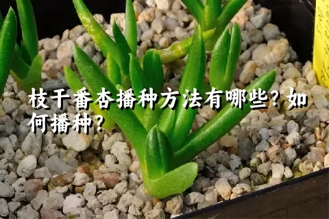 枝干番杏播种方法有哪些？如何播种？