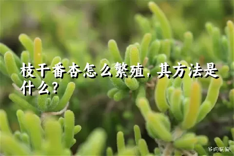 枝干番杏怎么繁殖，其方法是什么？