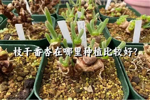 枝干番杏在哪里种植比较好？