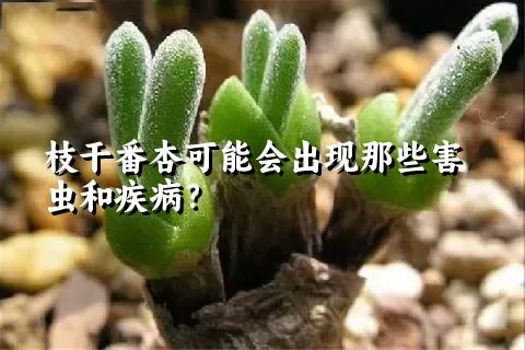 枝干番杏可能会出现那些害虫和疾病？