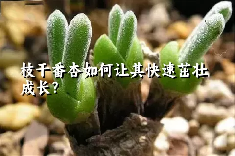 枝干番杏如何让其快速茁壮成长？