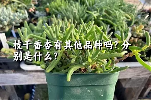 枝干番杏有其他品种吗？分别是什么？