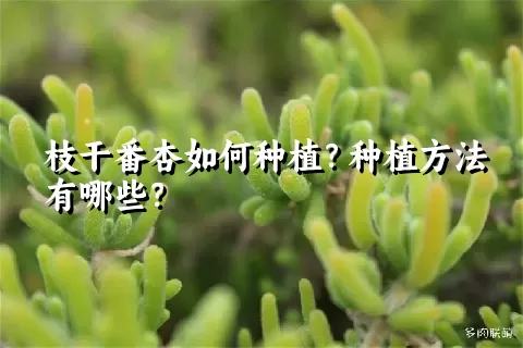 枝干番杏如何种植？种植方法有哪些？