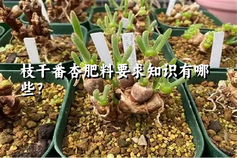 枝干番杏肥料要求知识有哪些？