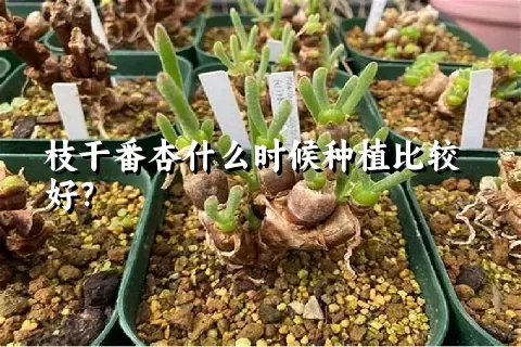 枝干番杏什么时候种植比较好？