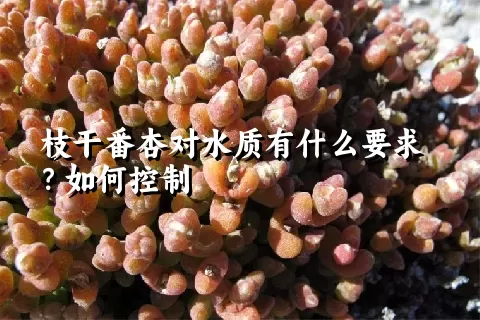 枝干番杏对水质有什么要求？如何控制