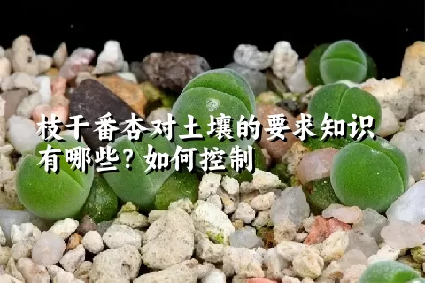 枝干番杏对土壤的要求知识有哪些？如何控制