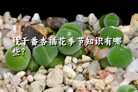 枝干番杏插花季节知识有哪些？