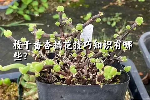 枝干番杏插花技巧知识有哪些？