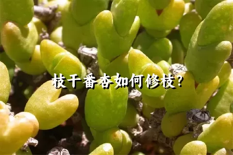 枝干番杏如何修枝？