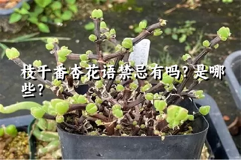 枝干番杏花语禁忌有吗？是哪些？