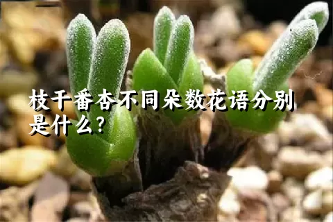 枝干番杏不同朵数花语分别是什么？