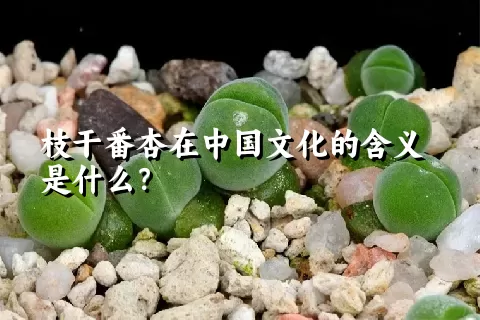 枝干番杏在中国文化的含义是什么？