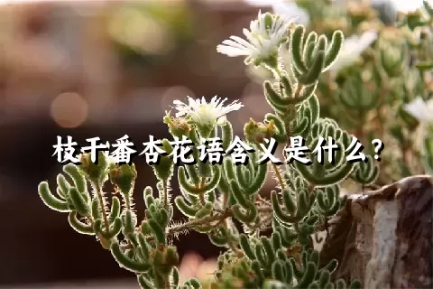 枝干番杏花语含义是什么？