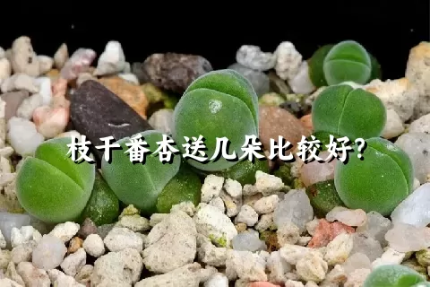 枝干番杏送几朵比较好？