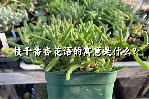 枝干番杏花语的寓意是什么？