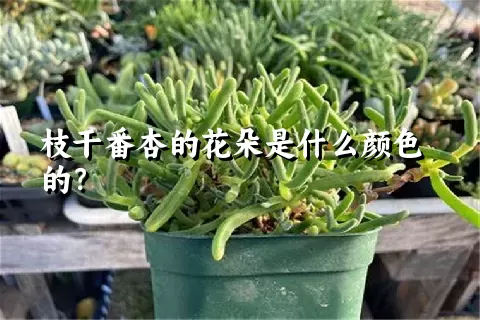 枝干番杏的花朵是什么颜色的？