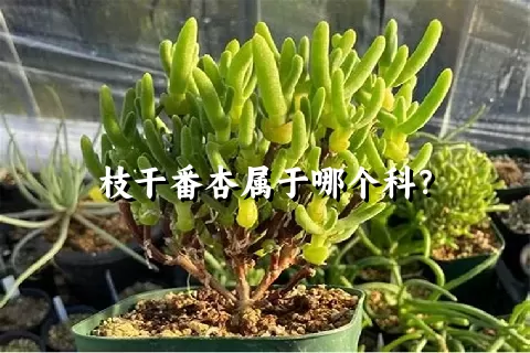 枝干番杏属于哪个科？