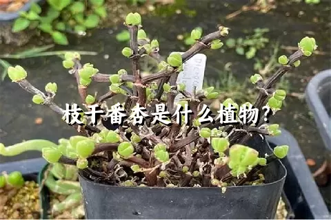 枝干番杏是什么植物？