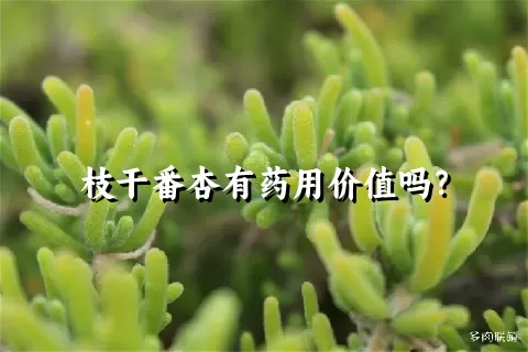 枝干番杏有药用价值吗？