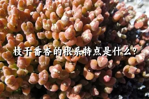 枝干番杏的根系特点是什么？