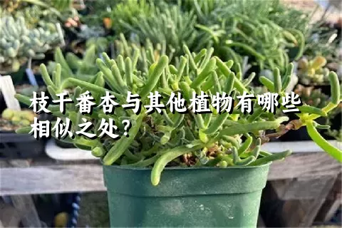 枝干番杏与其他植物有哪些相似之处？