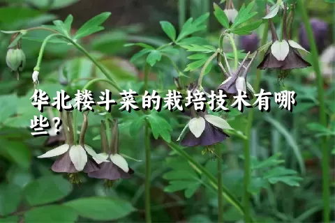 华北耧斗菜的栽培技术有哪些？