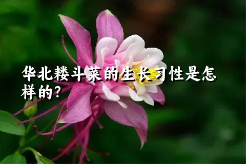 华北耧斗菜的生长习性是怎样的？