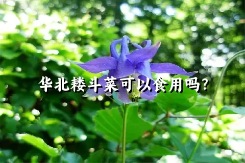 华北耧斗菜可以食用吗？