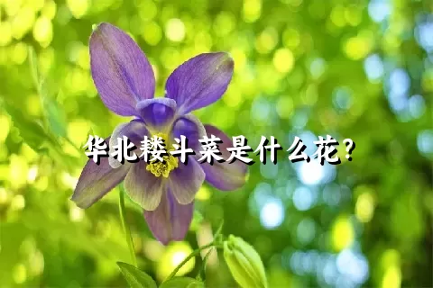 华北耧斗菜是什么花？