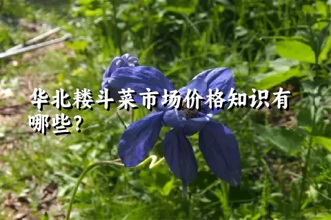 华北耧斗菜市场价格知识有哪些？