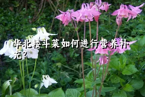 华北耧斗菜如何进行营养补充？