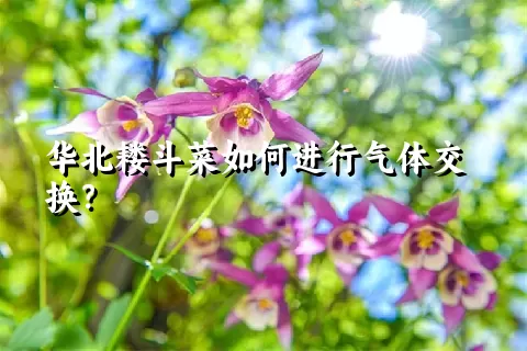 华北耧斗菜如何进行气体交换？