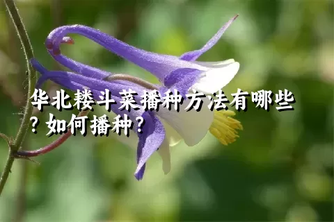 华北耧斗菜播种方法有哪些？如何播种？