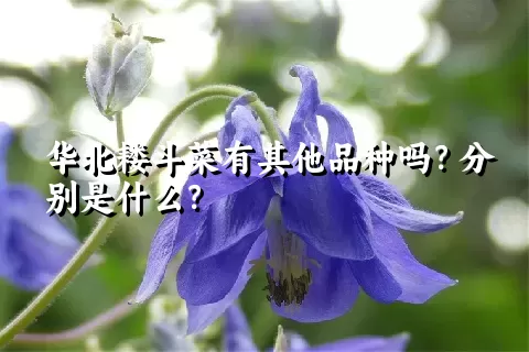 华北耧斗菜有其他品种吗？分别是什么？