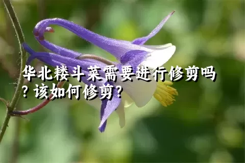 华北耧斗菜需要进行修剪吗？该如何修剪？