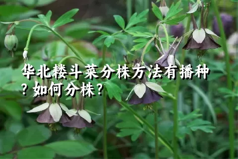 华北耧斗菜分株方法有播种？如何分株？