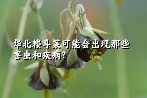 华北耧斗菜可能会出现那些害虫和疾病？