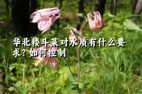 华北耧斗菜对水质有什么要求？如何控制