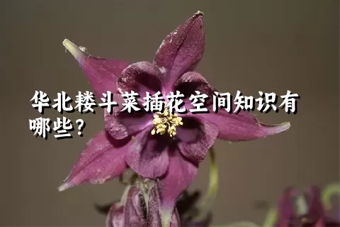 华北耧斗菜插花空间知识有哪些？