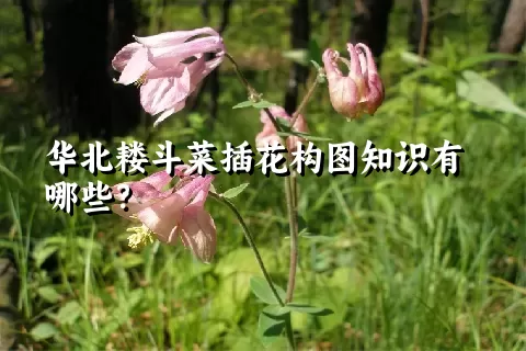 华北耧斗菜插花构图知识有哪些？