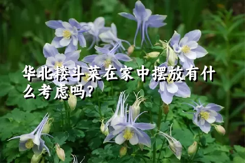 华北耧斗菜在家中摆放有什么考虑吗？