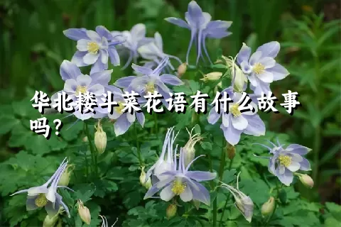 华北耧斗菜花语有什么故事吗？