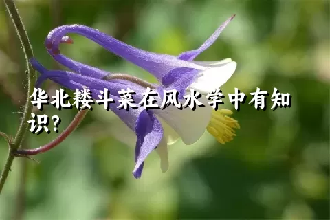 华北耧斗菜在风水学中有知识？