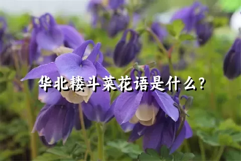 华北耧斗菜花语是什么？