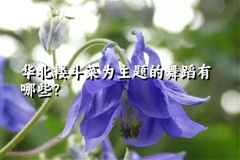 华北耧斗菜为主题的舞蹈有哪些？