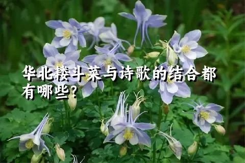 华北耧斗菜与诗歌的结合都有哪些？