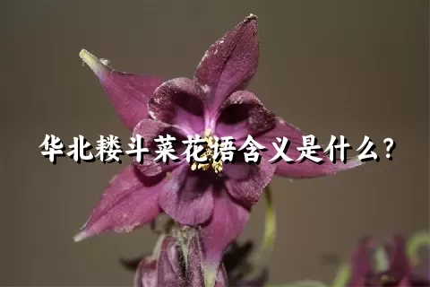 华北耧斗菜花语含义是什么？