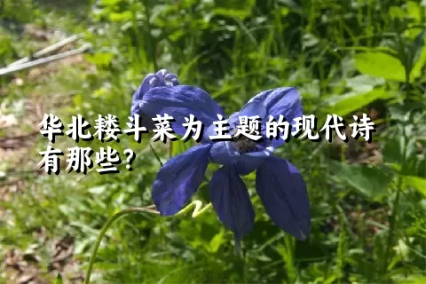 华北耧斗菜为主题的现代诗有那些？